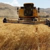 ۳۰ درصد تولید گندم از مزرعه تا سفره هدر می‌رود