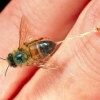 درمان سرطان سینه با کمک زهر زنبور عسل ظرف ۶۰ دقیقه