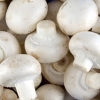  ایران رتبه هفتم تولید قارچ در جهان را دارد
