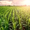 خسارت ۴۰ میلیارد تومانی تگرگ به بخش کشاورزی قم 
