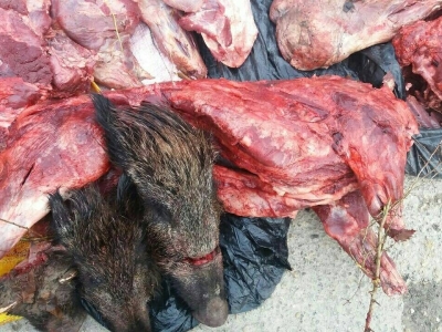 کشف ۳ تن گوشت گراز و خوک در شمال تهران