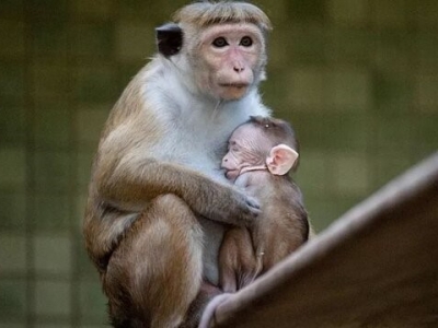 شناسایی اولین مورد انسانی ویروس میمون در هنگ کنگ