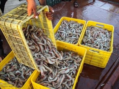 صادرات ماهی تن به روسیه/چین خریدار میگوی ایرانی
