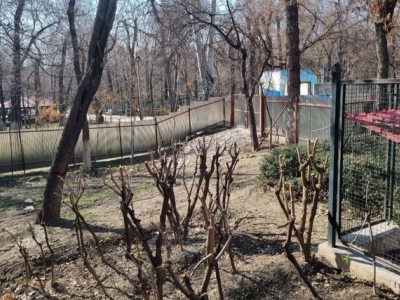 زاکانی: قرار نیست حتی یک درخت در پارک قیطریه قطع شود
