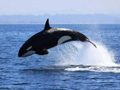 ماجرای دیده شدن نهنگ قاتل در محدوده آبی کیش