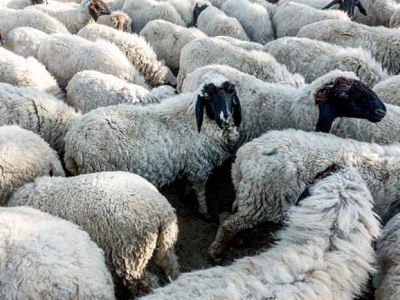 جهاد کشاورزی: فروش گوسفند با کارت ملی صحت ندارد