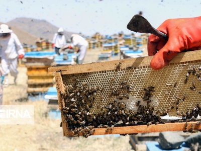 ۳۷۸ تُن عسل در قم تولید شد