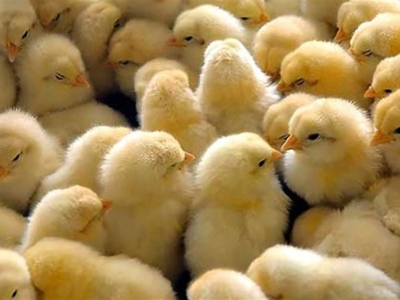جوجه‌ریزی مرغ گوشتی در قم ۱۰ درصد افزایش یافت