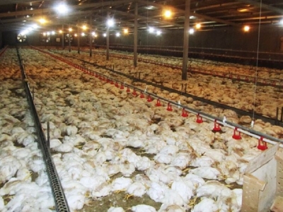 تلف شدن بیش از ۱۲ هزار قطعه مرغ بر اثر خفگی
