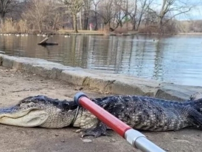 کشف تمساح در یک پارک شهری در نیویورک