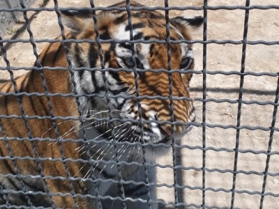 تلف شدن یک قلاده ببر ۱۱ ساله ‌در باغ وحش مشهد+عکس