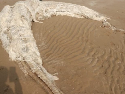 لاشه متلاشی شده یک پستاندار دریایی در ساحل گناوه پیدا شد