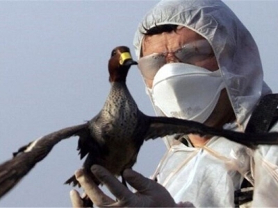 آنفلوانزای فوق حاد تعدادی از پرندگان در قم تأیید شد