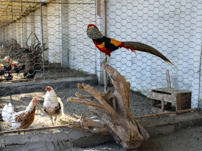 کشتار پرندگان «باغ پرندگان قم» به دلیل آنفولانزا+ فیلم