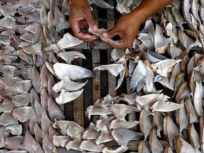 کشف محموله بزرگ قاچاق «باله کوسه ماهی» در آب های جزیره کیش