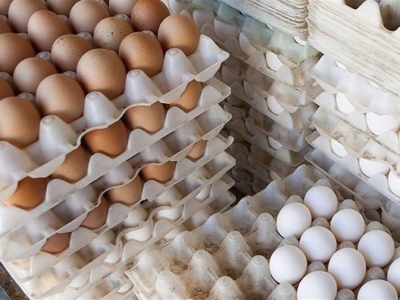 کشف 20 تن تخم مرغ قاچاق در قم