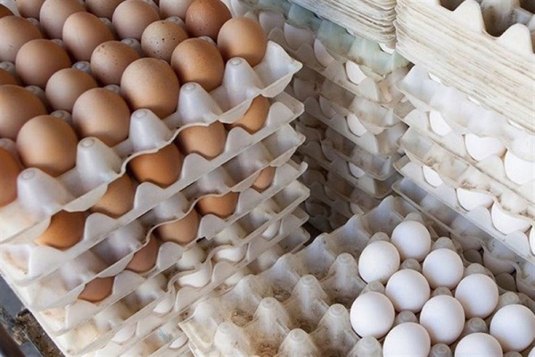 قاچاق تخم مرغ ایران به افغانستان و عراق