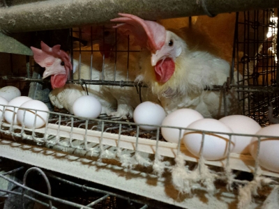 ۱۷۹ واحد مرغداری تخمگذار در قم موجود است