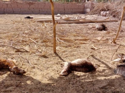 حمله مجدد حیوان وحشی به دام‌ها در شهداد؛ عامل همچنان ناشناخته