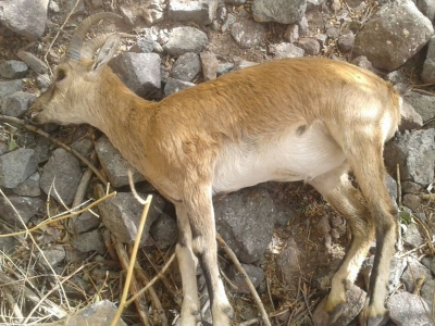 کشف ۵۰ لاشه جدید نشخوارکنندگان حیات وحش در کلاردشت
