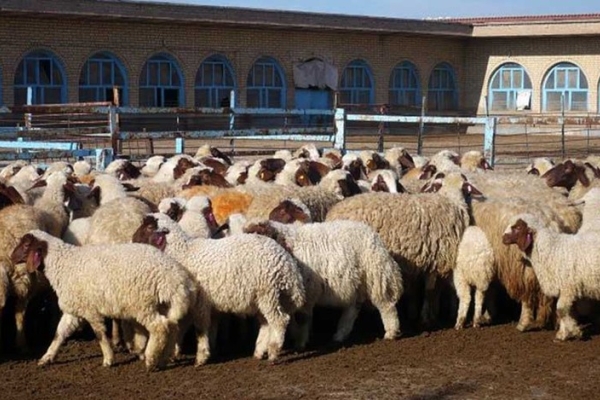 شیوخ عرب مشتریان پر و پا قرص گوسفندان ایرانی