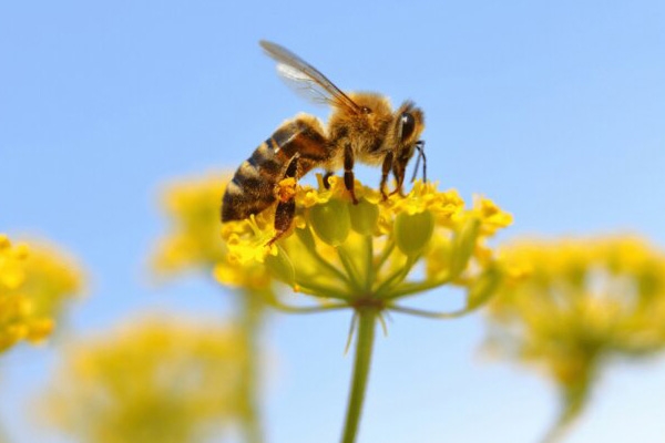 یک سوم مواد غذایی جهان به زنبورهای عسل وابسته است