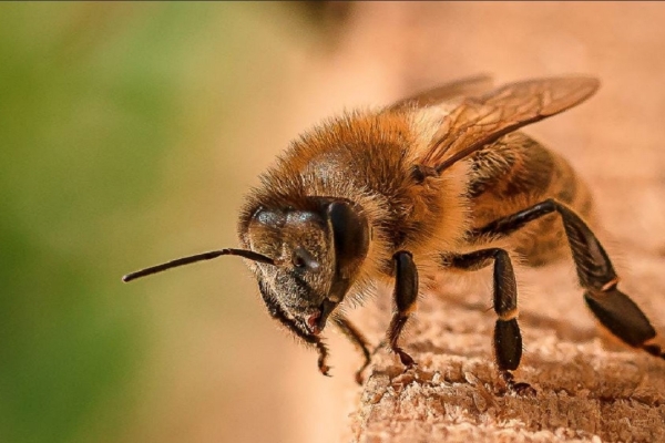 واکنش انستیتو پاستور به ادعای درمان کرونا با نیش زنبور عسل در صداوسیما