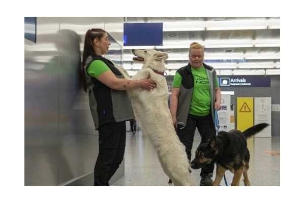 استفاده از سگ های کرونایاب در فرودگاه 
