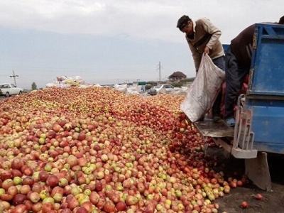 نماینده ارومیه: ۸۰۰ هزار تن سیب در سردخانه‌ها باقی مانده است