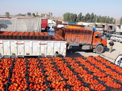 قیمت گوجه فرنگی به کیلویی ۲۵ هزار تومان رسید/کامیون‌داران تمایلی به بارگیری ندارند