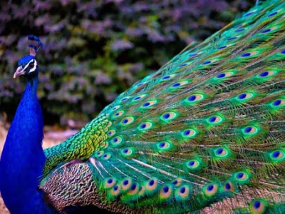 پرورش طاووس و قرقاول در ساری+تصاویر