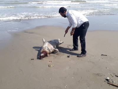 کشف لاشه یک قلاده فُک خزری در ساحل محمودآباد 