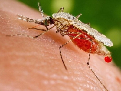 افزایش موارد مالاریا در ایران