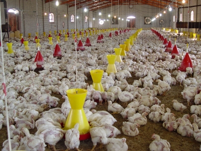 صنعت مرغداری ایران در حال فروپاشی است 