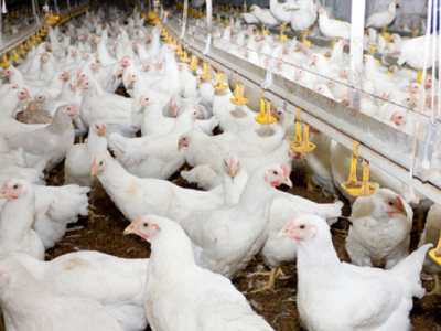 احیای مرغ سلامت در دستور کار جدی وزارت جهاد کشاورزی است