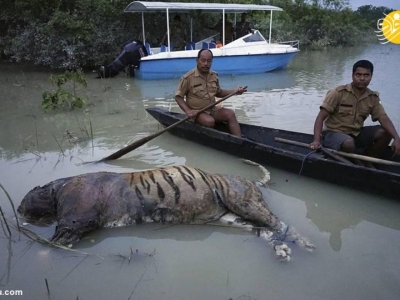 تلف شدن حیوانات وحشی در سیل هند