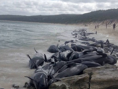 مرگ ۵۰۰ قطعه نهنگ پایلوت در جزایر دوردست نیوزیلند