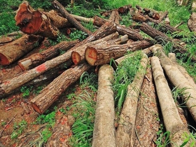 بازداشت رئیس منابع طبیعی گالیکش در پی قطع 300 اصله درخت جنگلی
