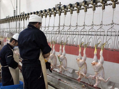 روزانه ۶۰۰ تن مرغ مازاد بر نیاز بازار عرضه می شود