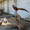 کنترل کامل بیماری در باغ پرندگان قم/ خطر برای ۲۰ درصد پرندگان