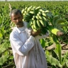 توافق ایران و مالزی برای توسعه کشت میوه‌های گرمسیری و پالم