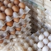 ضربه شدید ممنوعیت صادرات تخم‌مرغ به تولیدکنندگان قم