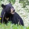 مشاهده چهار قلاده خرس سیاه آسیایی در کهنوج+فیلم