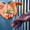 ۲۲۰۶ مرد ایرانی بابت «مهریه» در زندان هستند