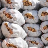 کشف ۱۵۵ کیلوگرم تریاک از بار سیب‌زمینی در میدان تره‌بار تهران