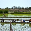 عضو کمیسیون کشاورزی مجلس: ذخایر آبی کشور آمادگی خودکفایی برنج را ندارد