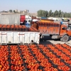 ۷۰ هزار تن گوجه‌فرنگی وارد بازار می‌شود