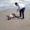 کشف لاشه یک حیوان کمیاب در ساحل خزر