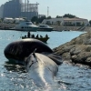 مشاهده لاشه یک نهنگ در آب‌های جزیره کیش+فیلم
