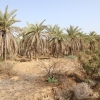 سازمان حفظ نباتات: گواهی بهداشت نخل‌های صادر شده به قطر جعلی است